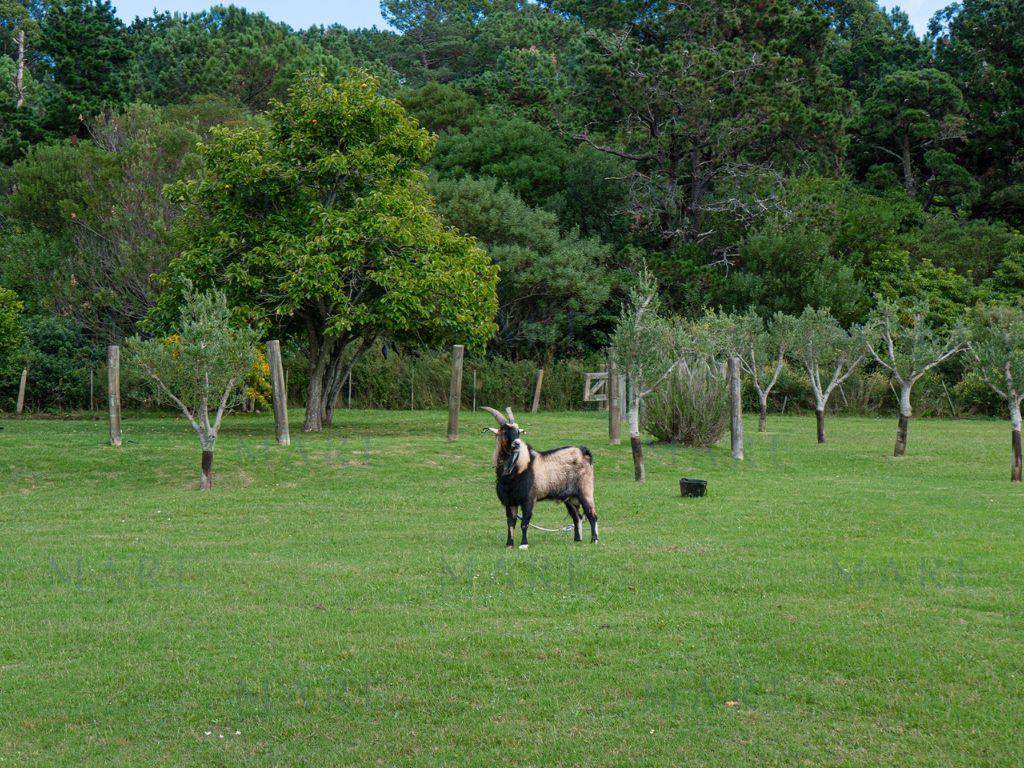 Casco de campo ecuestre en Punta Ballena - Photo 35