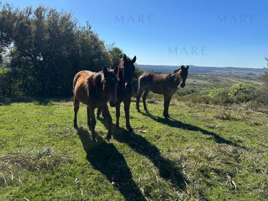 Campo en Otras - Foto 7