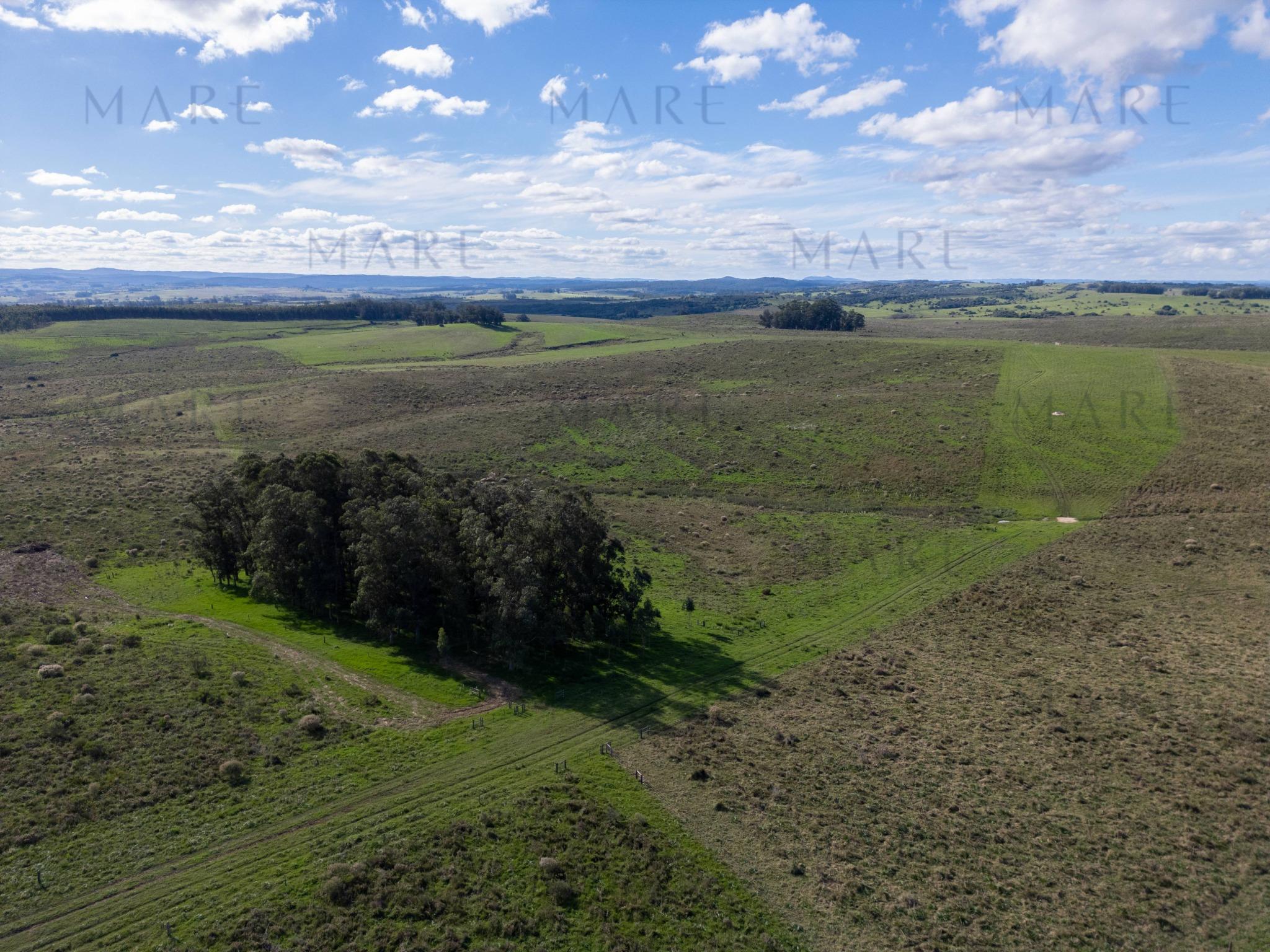 Espectacular Campo de 650 Hectáreas con Instalaciones Ganaderas - Garzón - Foto 11