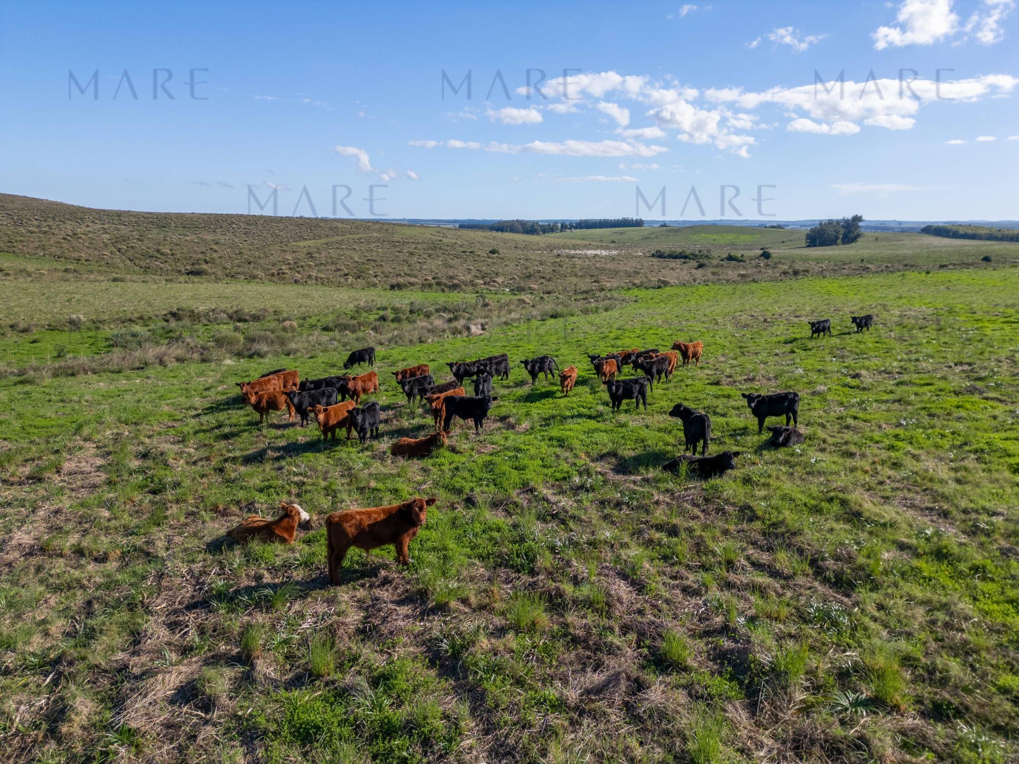 Espectacular Campo de 650 Hectáreas con Instalaciones Ganaderas - Garzón - Foto 29