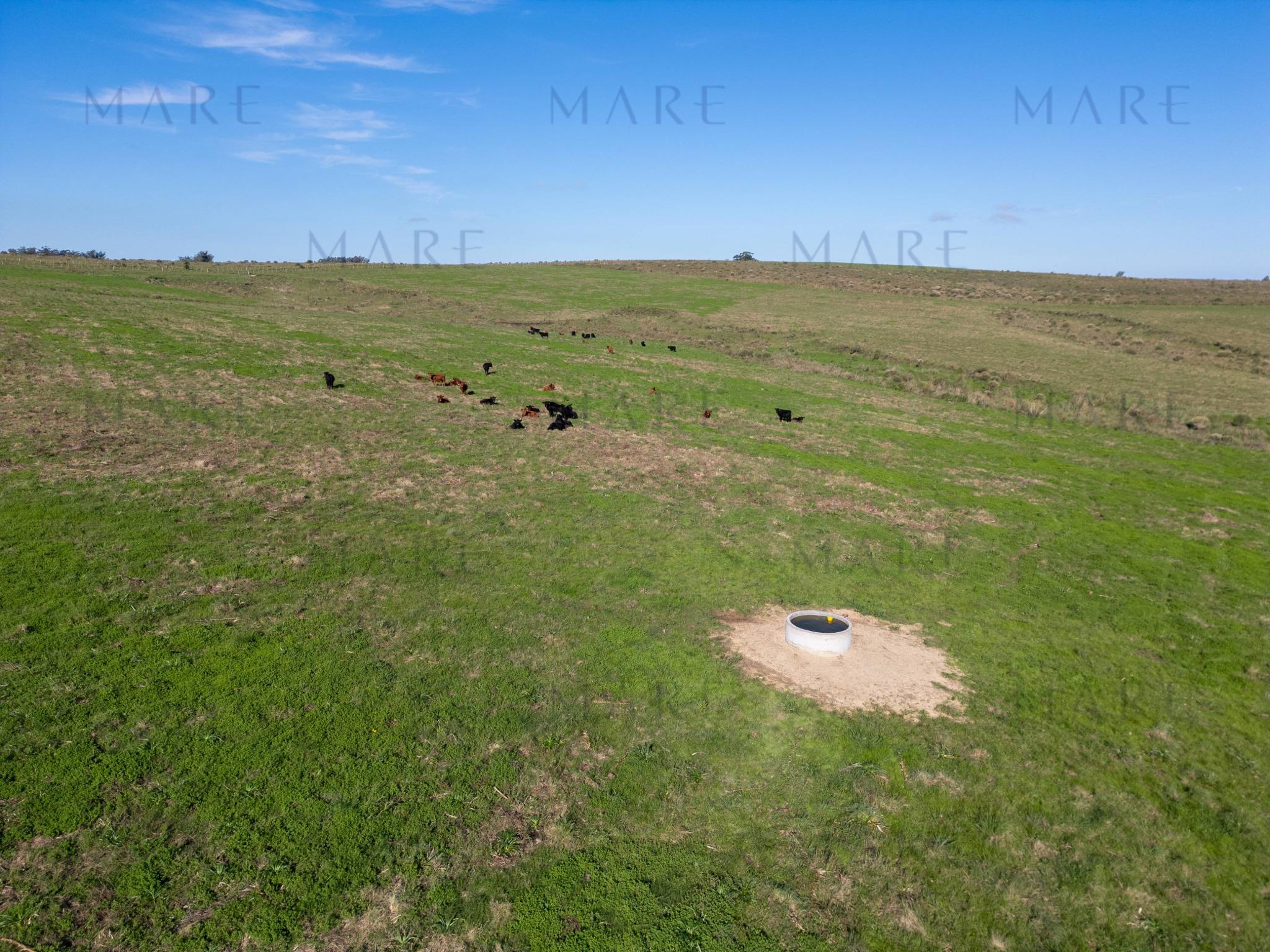 Espectacular Campo de 650 Hectáreas con Instalaciones Ganaderas - Garzón - Foto 25