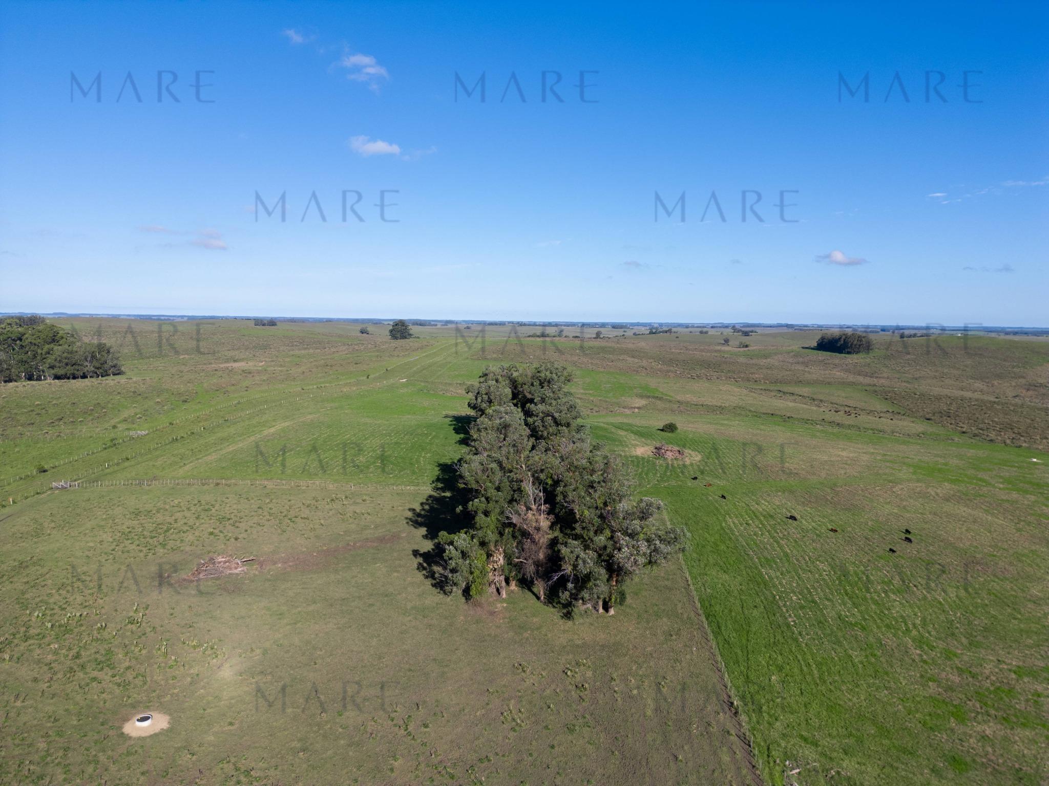 Espectacular Campo de 650 Hectáreas con Instalaciones Ganaderas - Garzón - Foto 63