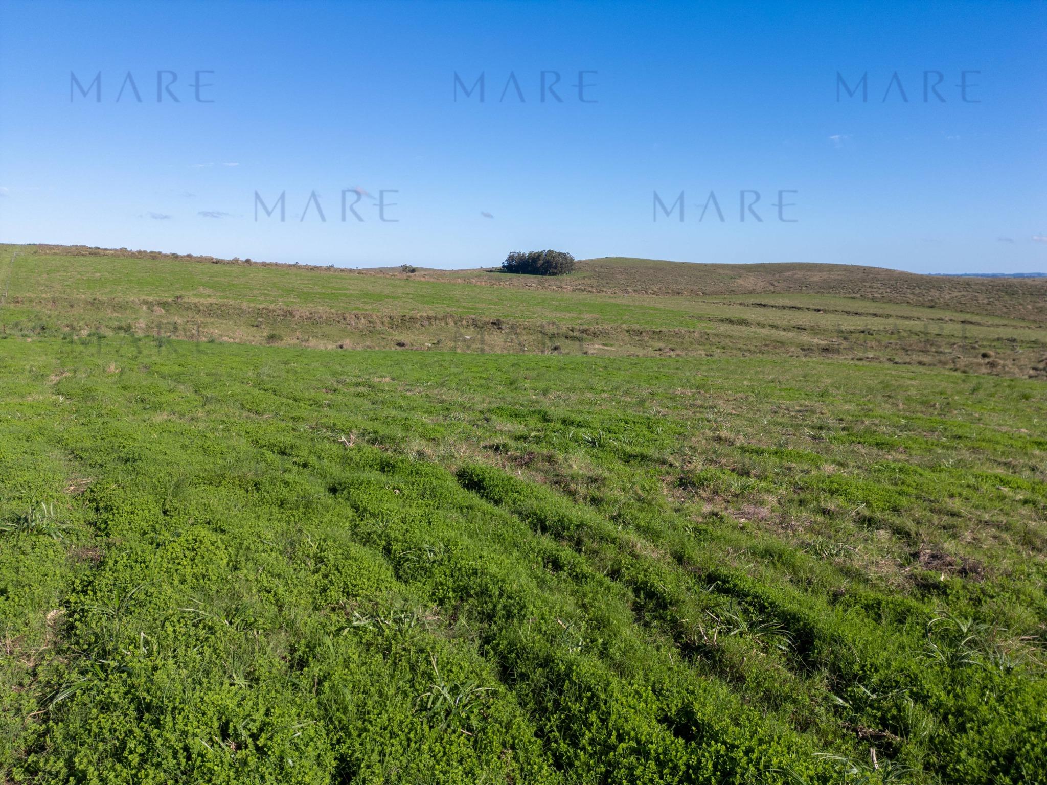 Espectacular Campo de 650 Hectáreas con Instalaciones Ganaderas - Garzón - Foto 28
