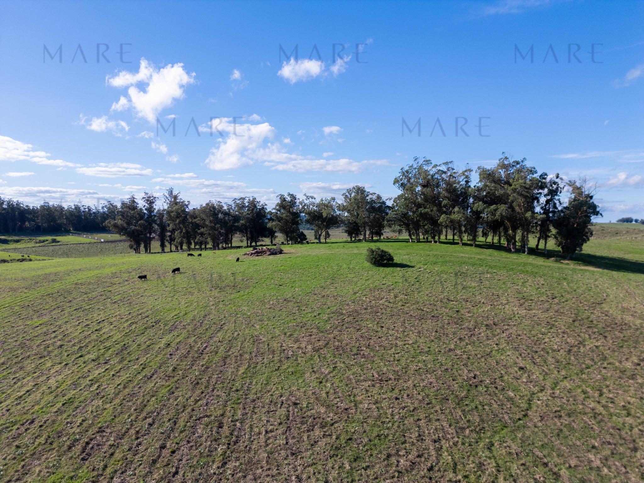 Espectacular Campo de 650 Hectáreas con Instalaciones Ganaderas - Garzón - Foto 27