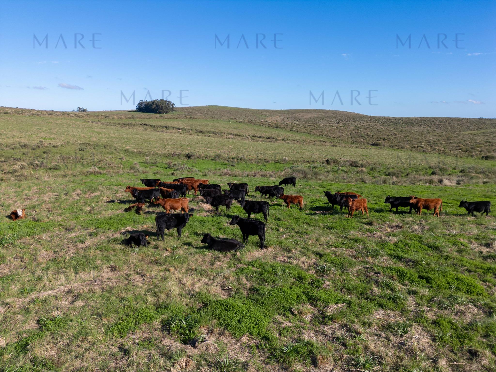 Espectacular Campo de 650 Hectáreas con Instalaciones Ganaderas - Garzón - Foto 30