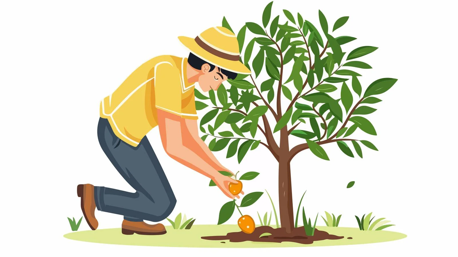 Planting Mango Tree in Garden — free download from Dotvec