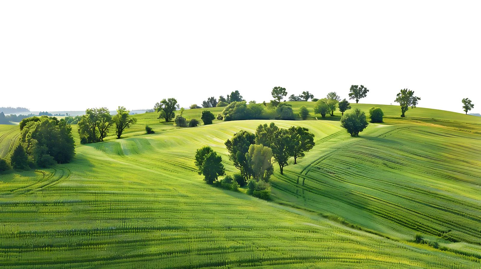 Vibrant Spring Fields in Aerial Shot — free download from Dotvec