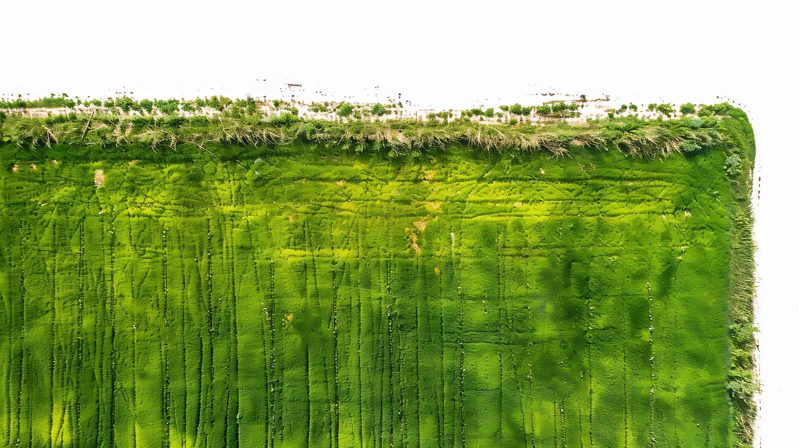 Spring Aerial Landscape with White Fields — free download from Dotvec