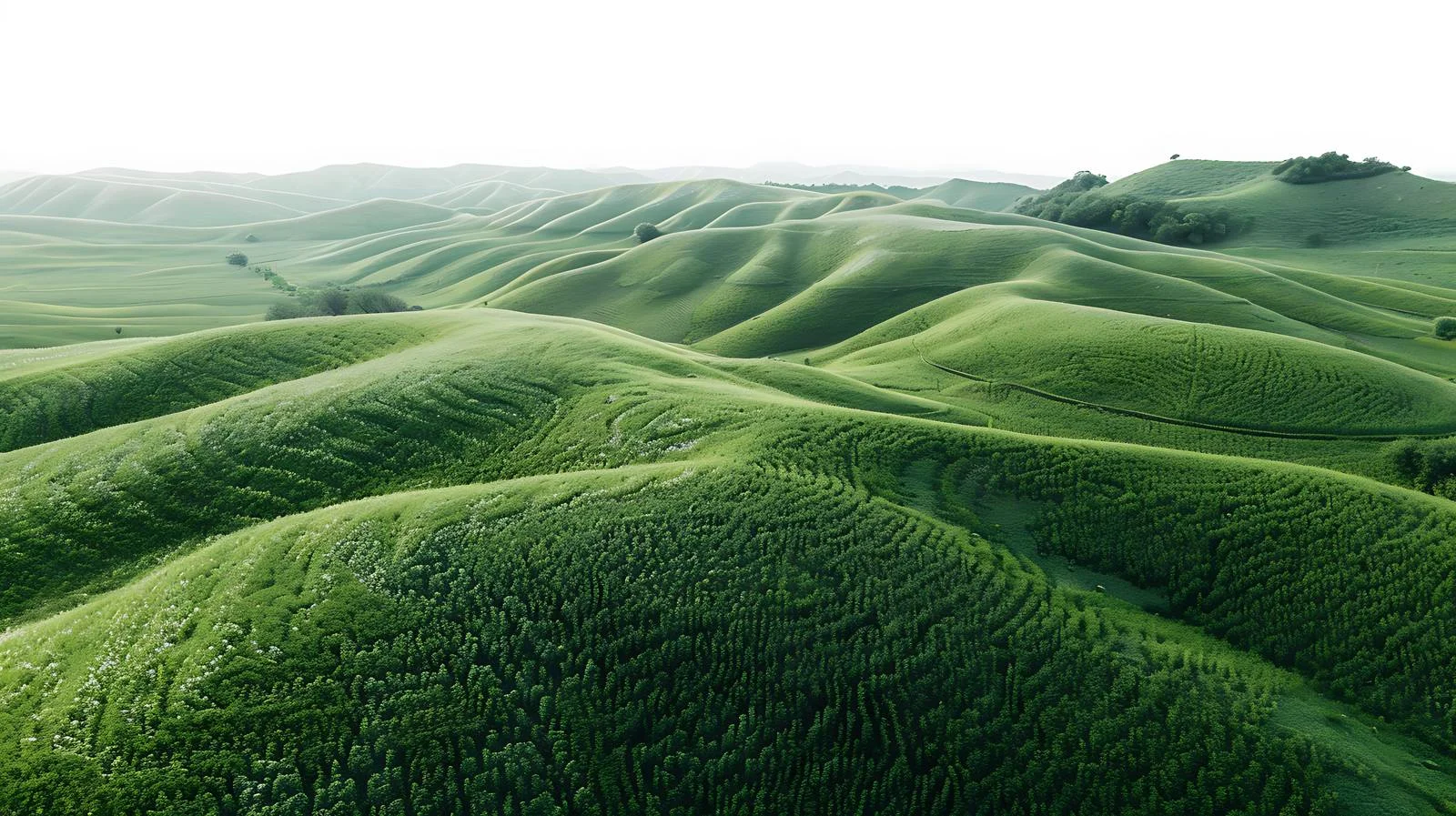 Serene Rural Landscape with Vibrant Greenery — free download from Dotvec