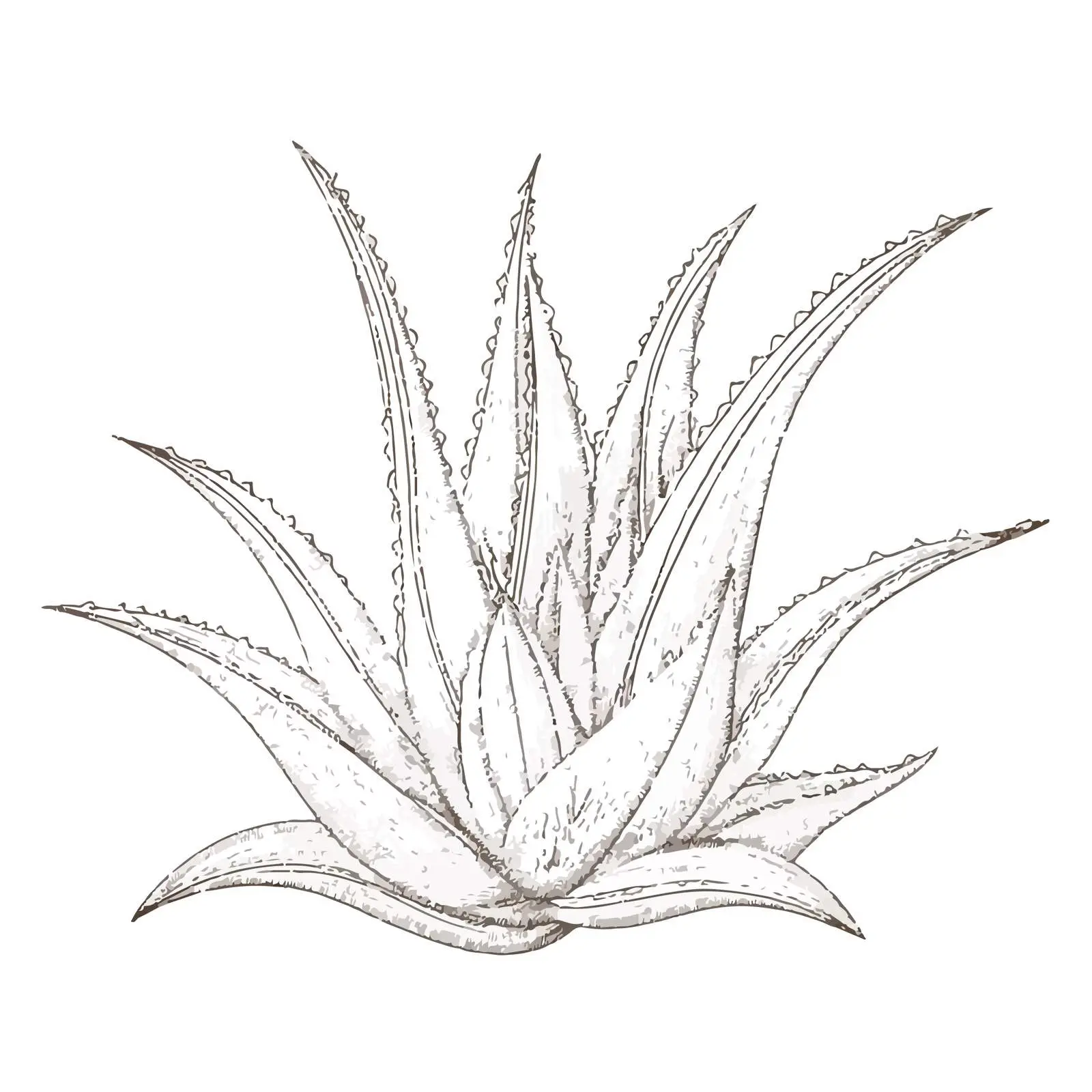 Aloe Vera Applique Embroidery Vector Art — free download from Dotvec