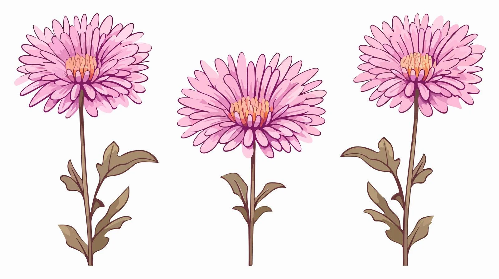 Aster Flowers Line Art Illustration — free download from Dotvec