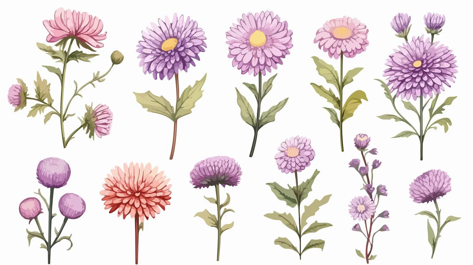 Hand-drawn Aster Flowers Sketch — free download from Dotvec