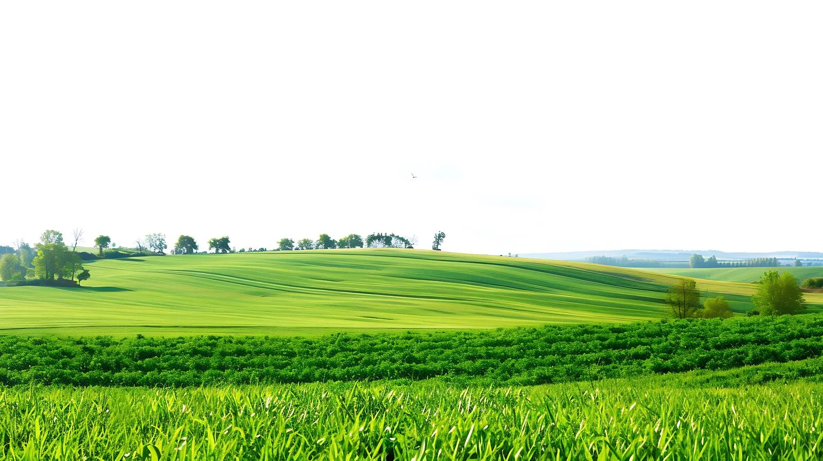 Vivid Summer Scenery: Green Fields and Blue Skies — free download from Dotvec
