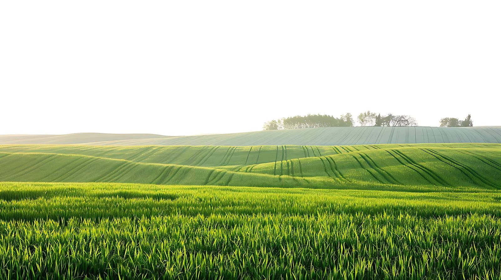 Tranquil summer dawn over lush meadows — free download from Dotvec