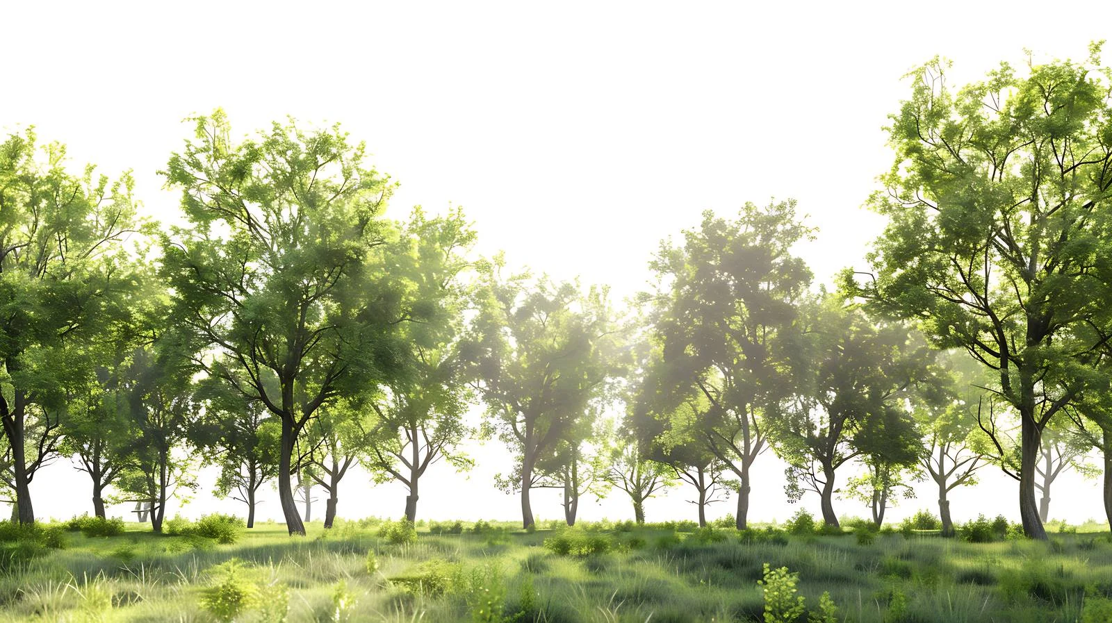 Serene Morning Scene in Isolated Forest — free download from Dotvec