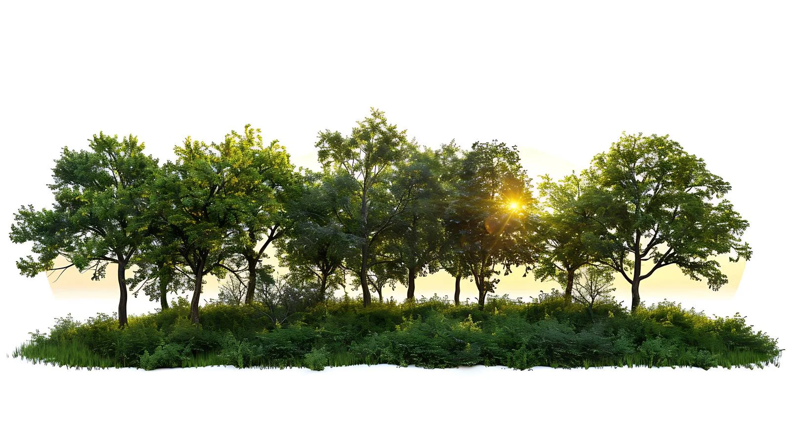 Serene Sunrise in Lush Green Wilderness — free download from Dotvec