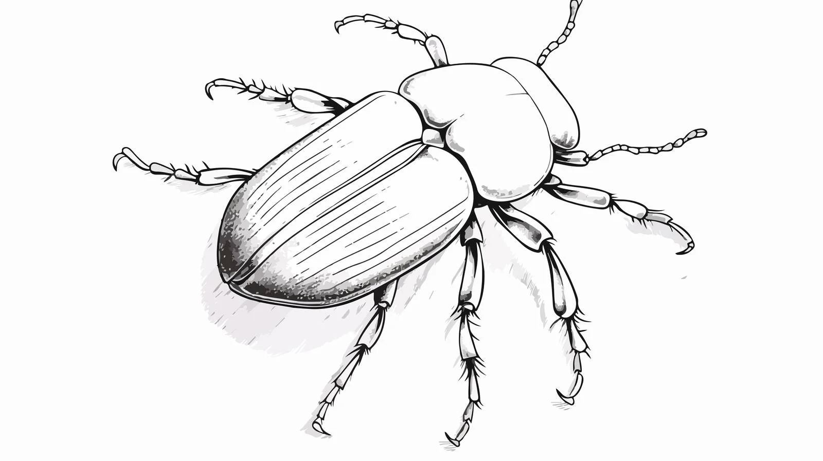 Engraved Beetle Insect Sketch Illustration — free download from Dotvec