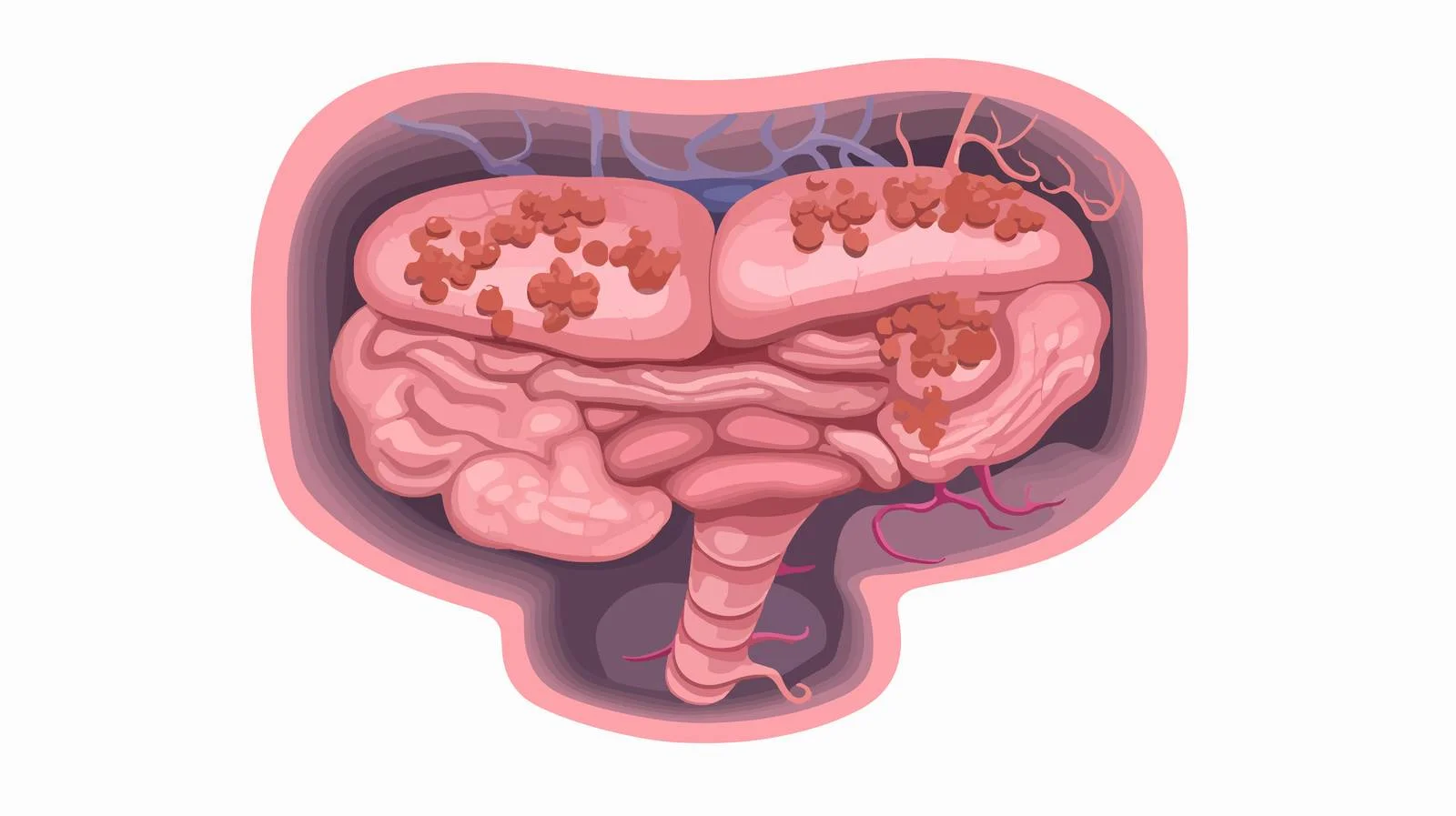 Intestinal Function Study Vector Illustration — free download from Dotvec