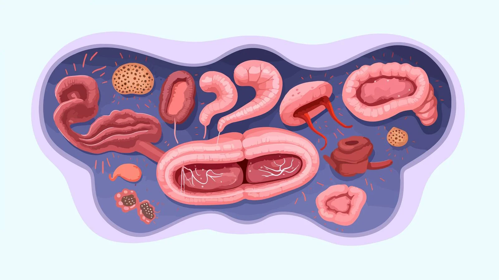 Intestine Function Study Vector Illustration — free download from Dotvec