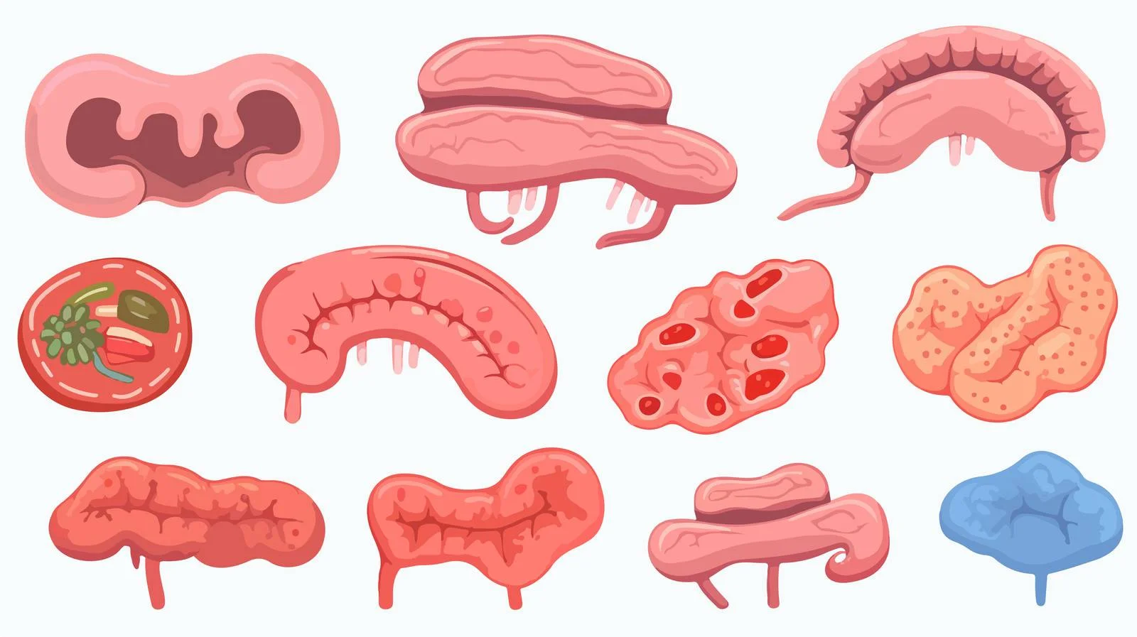 Intestine Function Study Image — free download from Dotvec