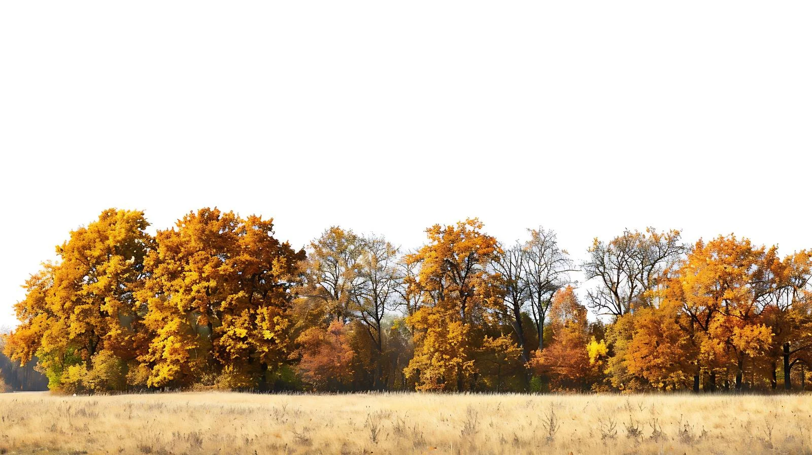 Vibrant autumn sunlight on oak forest's edge — free download from Dotvec
