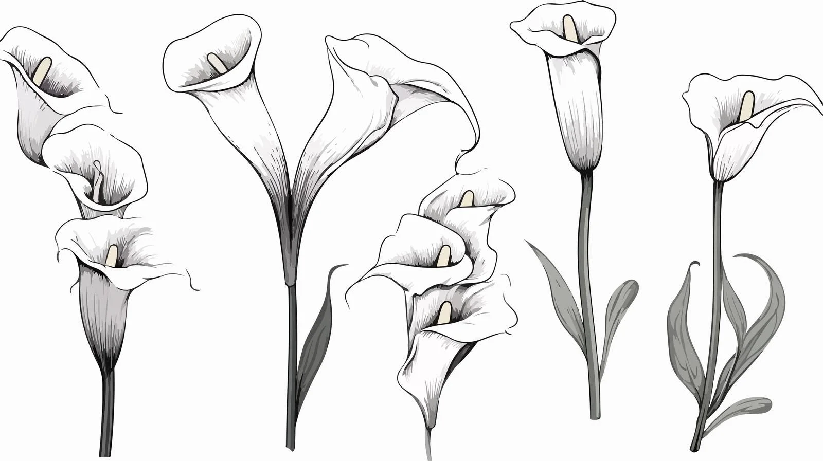 Calla Lilies Sketch Vector Illustration — free download from Dotvec