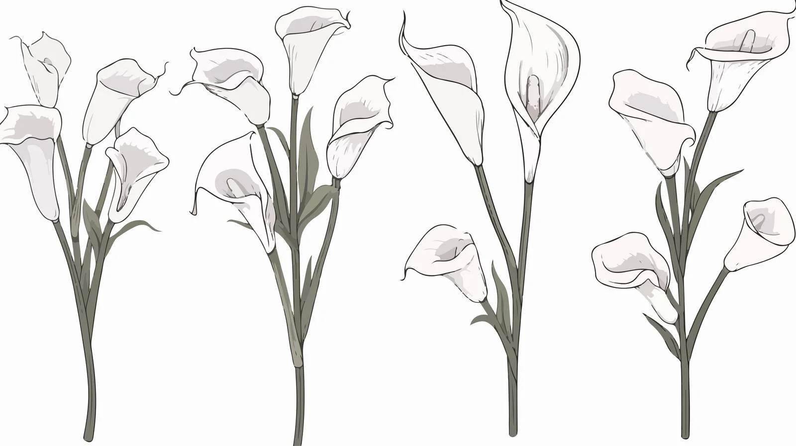 Calla Lilies Sketch Vector Illustration — free download from Dotvec