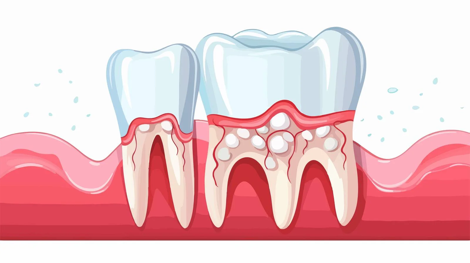 Detailed Dental Anatomy — free download from Dotvec