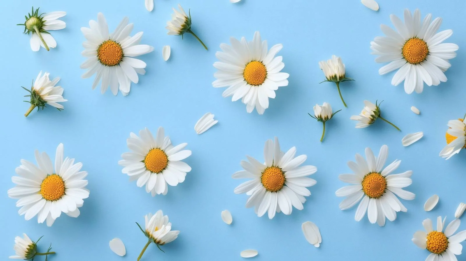 Chamomile and Daisy Blossoms on Blue Background — free download from Dotvec