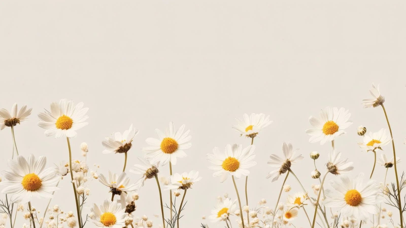 Chamomile and Daisy Blooms on Beige — free download from Dotvec
