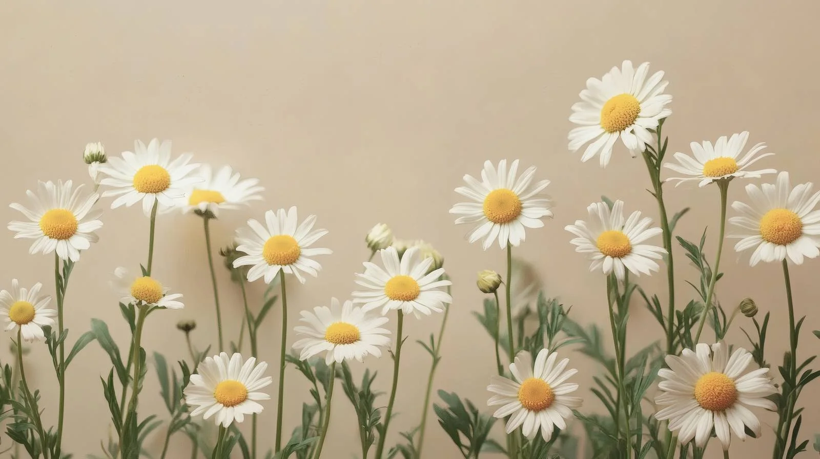 Chamomile and Daisy Blooms on Neutral Isolated Background — free download from Dotvec