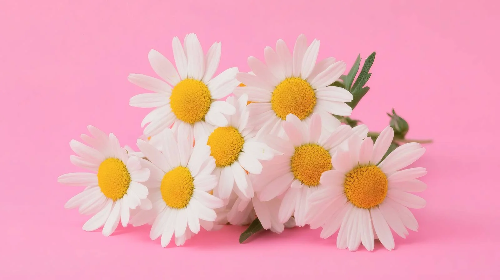 Delicate Chamomile and Daisy Florals on Pink — free download from Dotvec