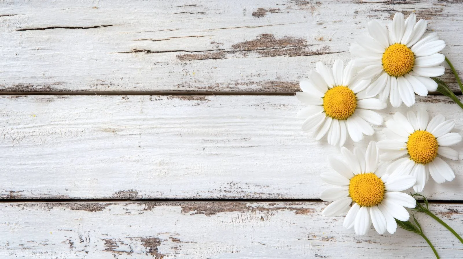 Chamomile Daisy Blossoms on Isolated Wooden Surface — free download from Dotvec