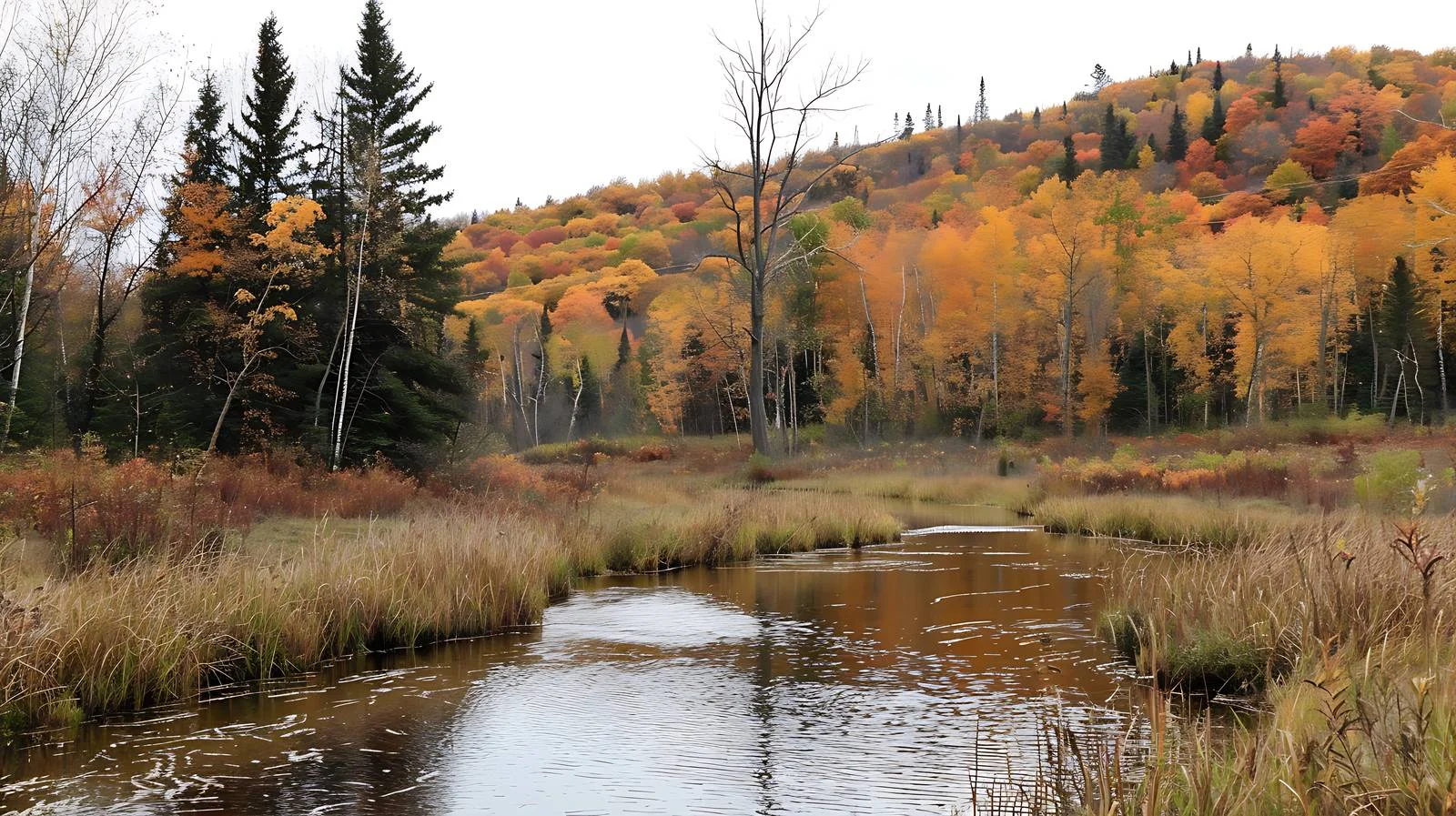 Tranquil Creek Surrounded by Northern Minnesota Landscape — free download from Dotvec