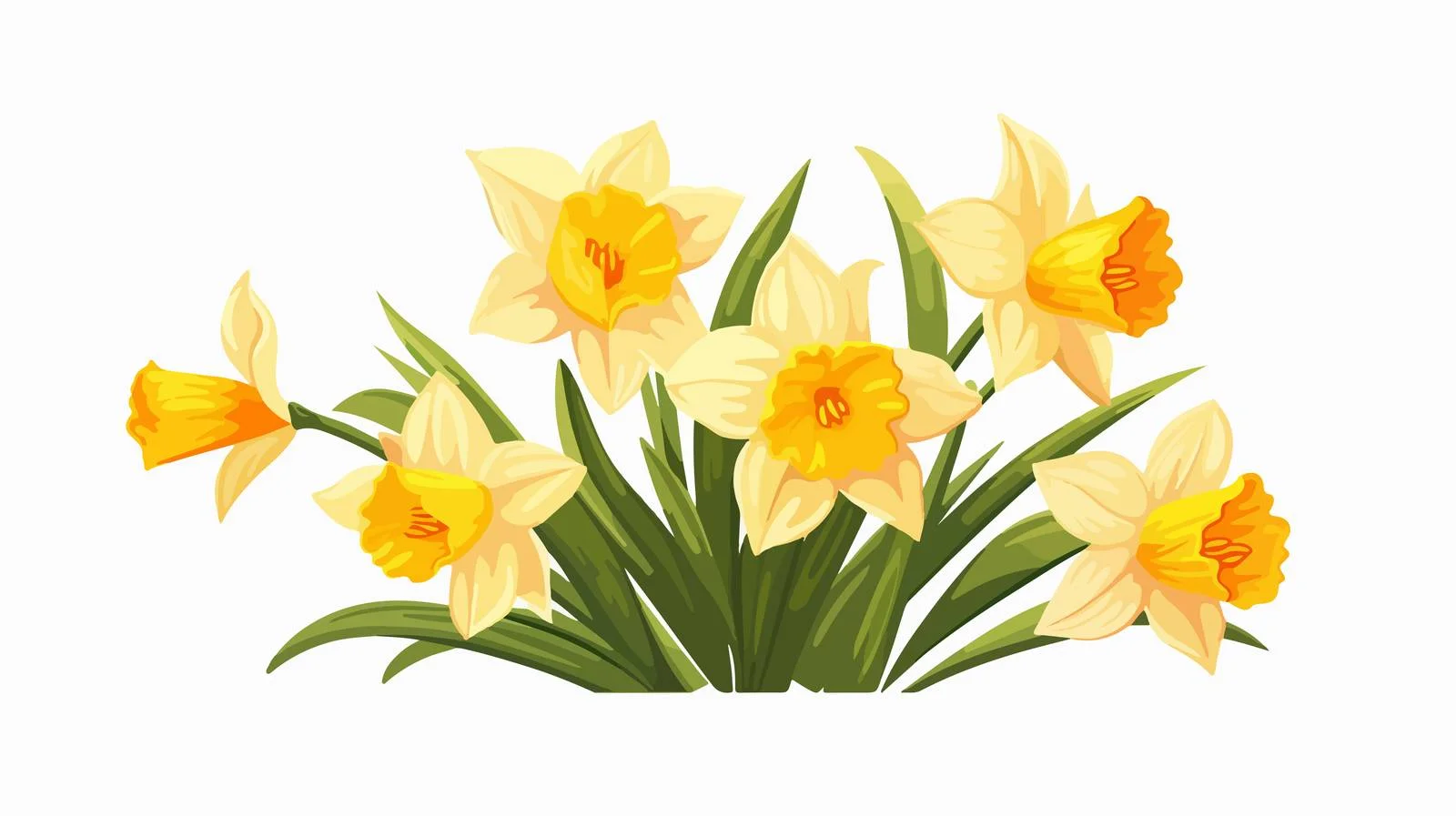 Elegant Daffodil Blossom and Narcissus Buds — free download from Dotvec