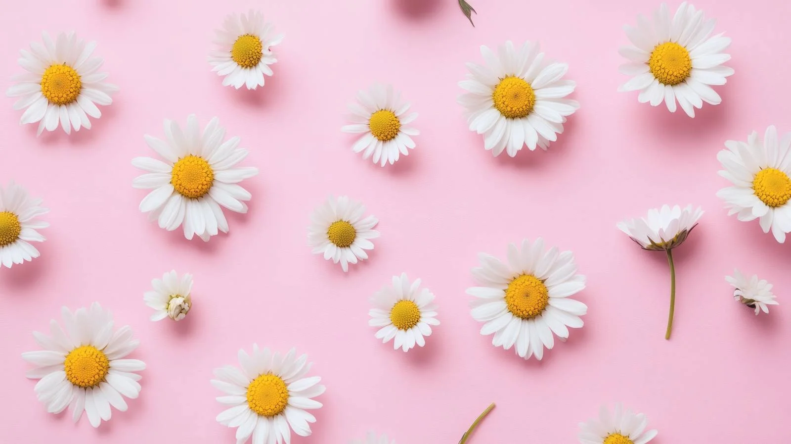 Delicate Daisy and Chamomile Bouquet on Pink — free download from Dotvec