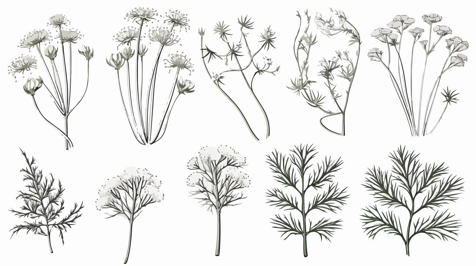 Exquisite Dill Sketch Set with Greens — free download from Dotvec
