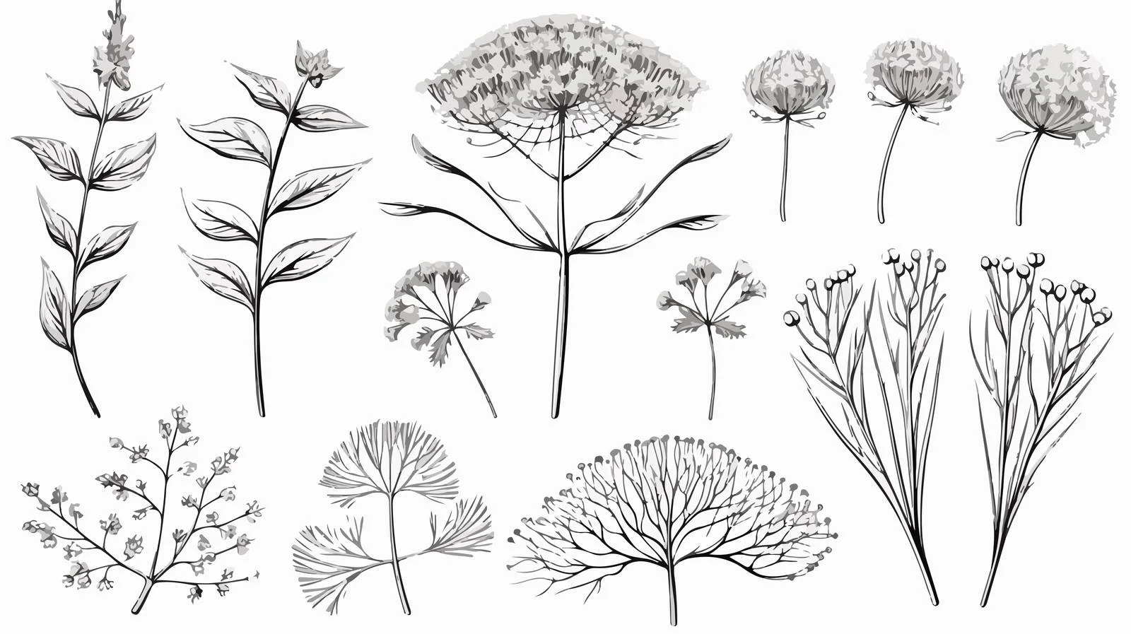 Botanical Dill Sketch Collection Greens Set — free download from Dotvec