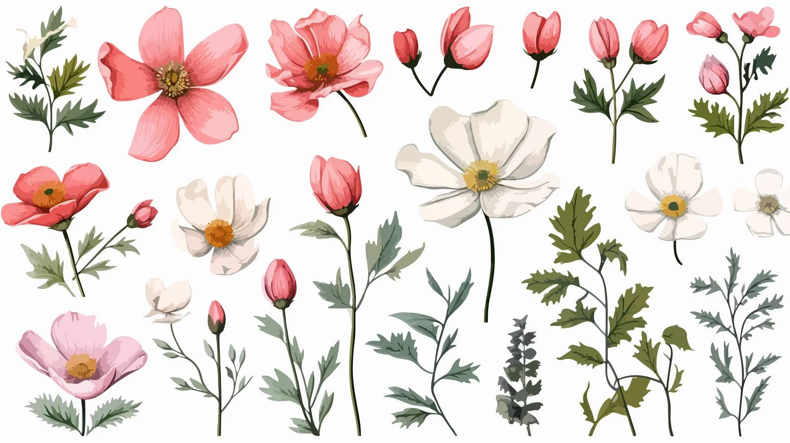 Botanical Dog Rose Medical Illustration Isolated — free download from Dotvec