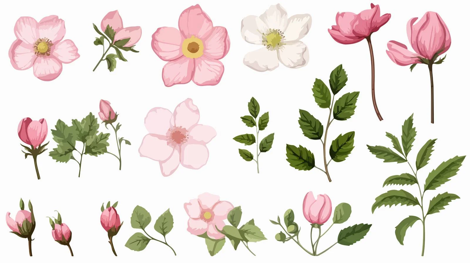 Botanical Dog Rose Medical Isolated Illustration — free download from Dotvec
