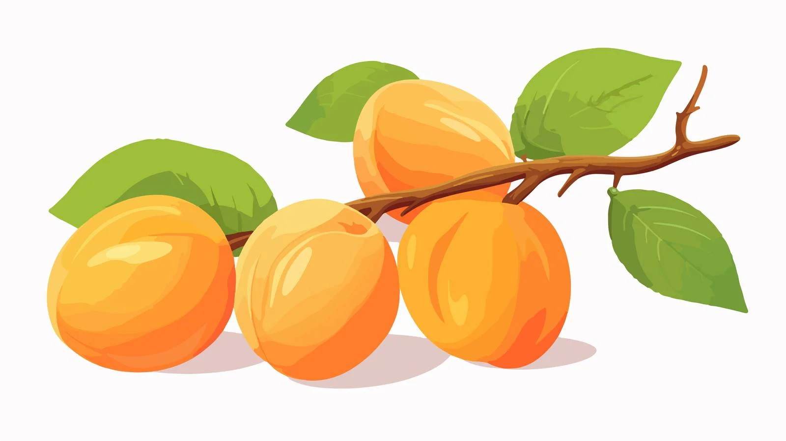 Detailed Apricot Fruit Illustration with Leaf — free download from Dotvec