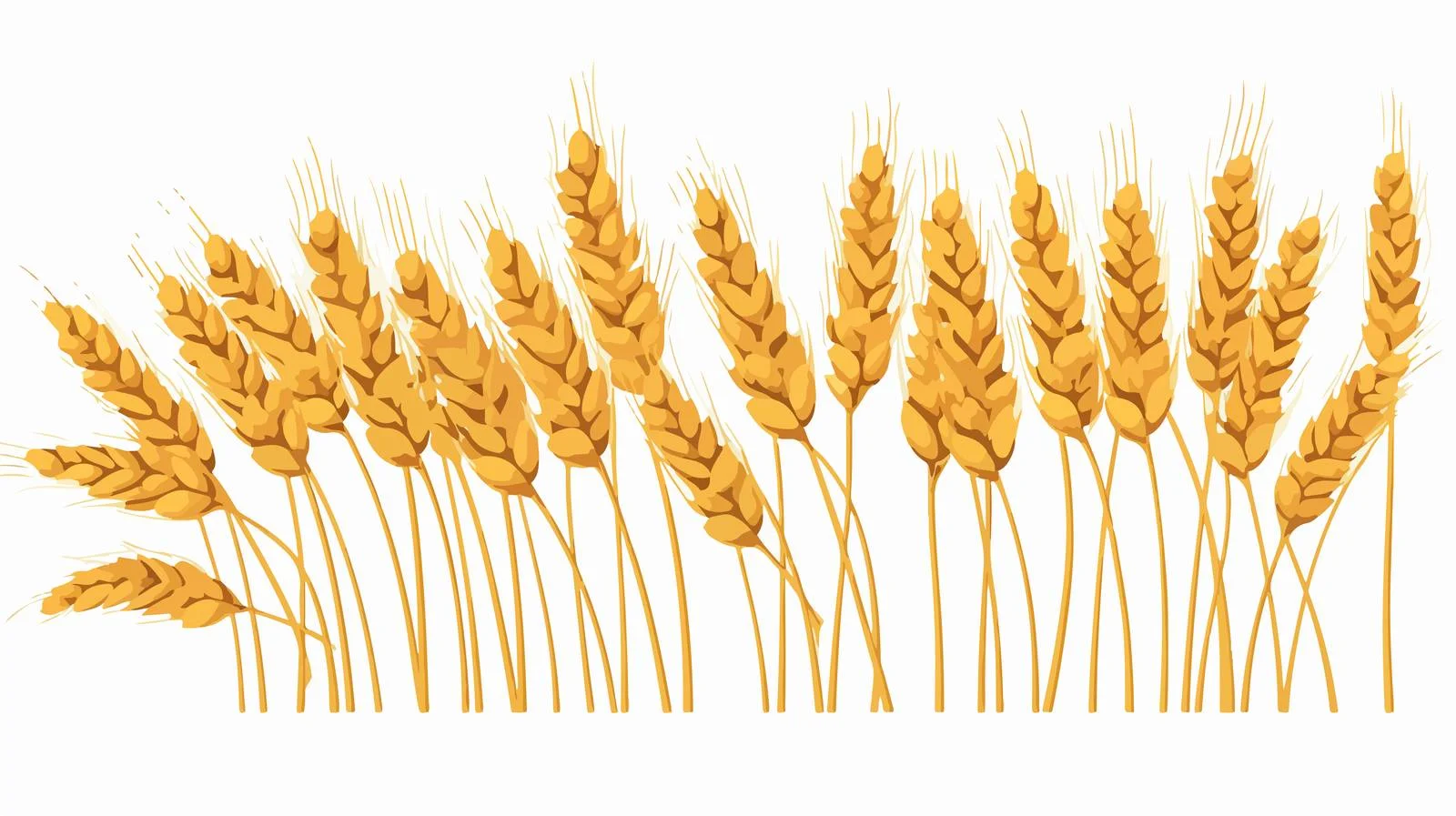 Botanical Wheat Spikelets with Ear Stem — free download from Dotvec
