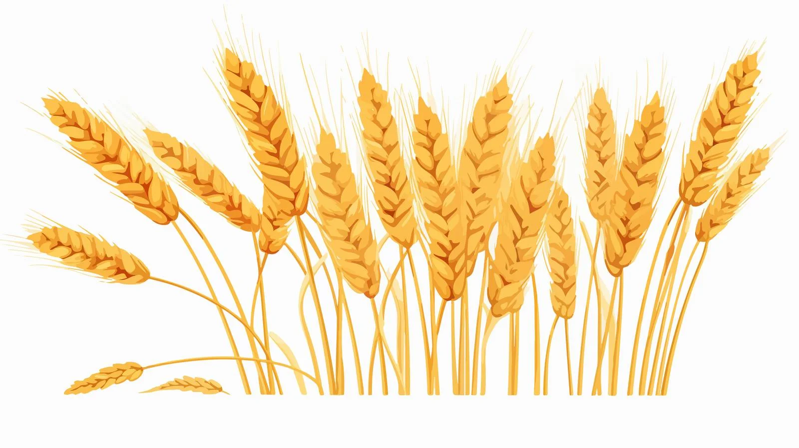 Botanical Illustration of Wheat Spikelets and Ear — free download from Dotvec