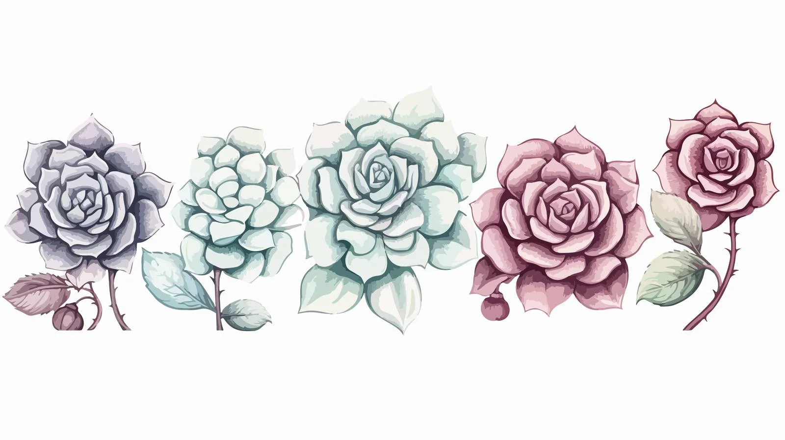 Echeveria Succulents on White Background Detail – free echeveria image from Dotvec