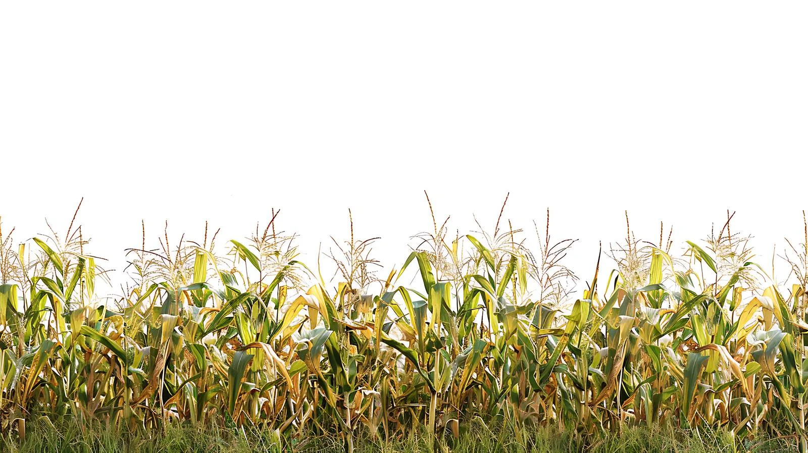 Vibrant Midwestern Cornfield Against White Background — free download from Dotvec