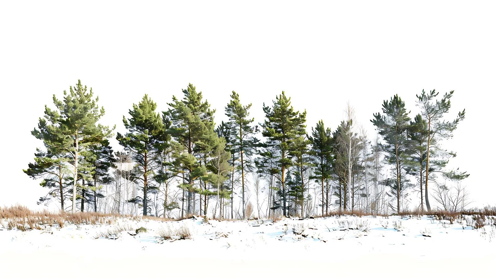 Snow-covered forest edge on sunny winter day — free download from Dotvec