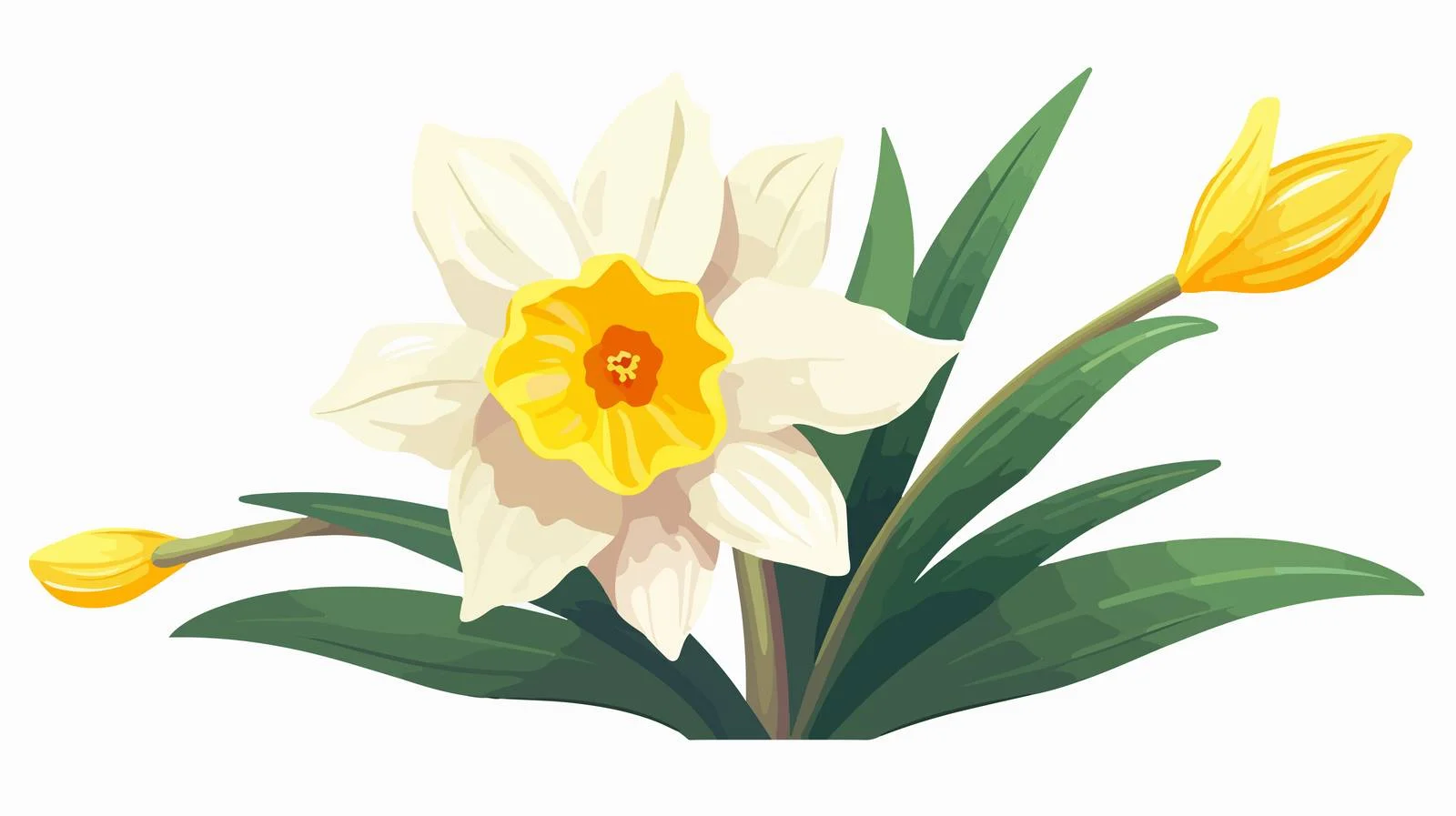 Graceful daffodil bloom with stem and leaves – free blossomed image from Dotvec