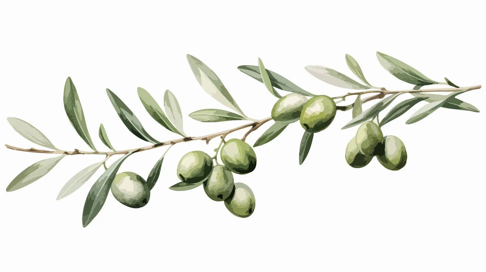 Exquisite Olive Tree Branch Illustration — free download from Dotvec