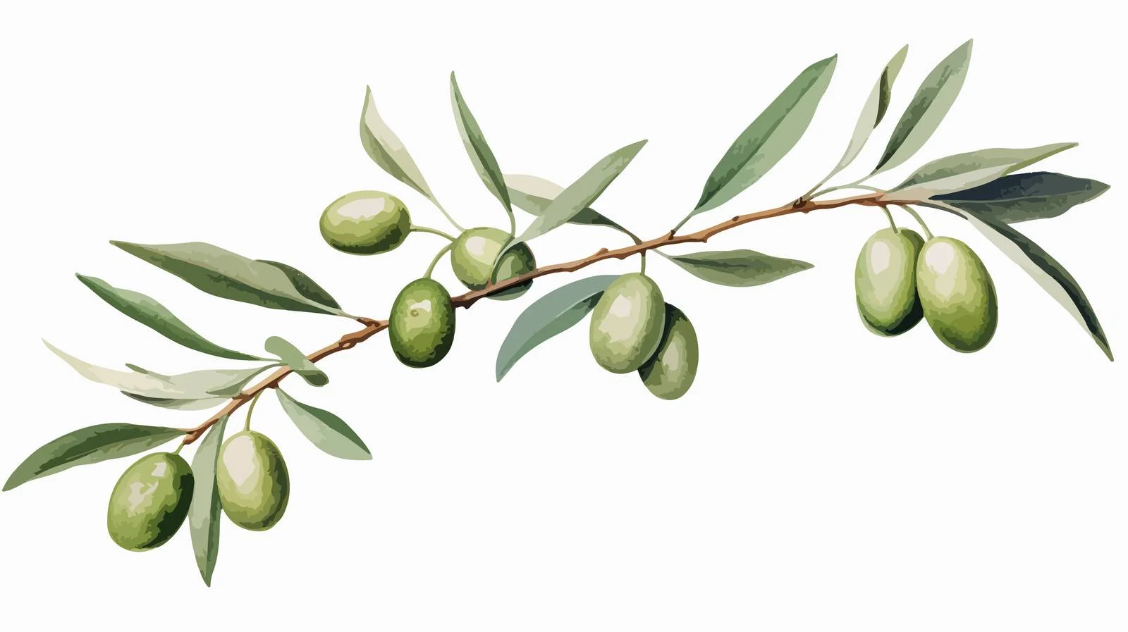 Exquisite Olive Tree Branch Botanical Illustration — free download from Dotvec