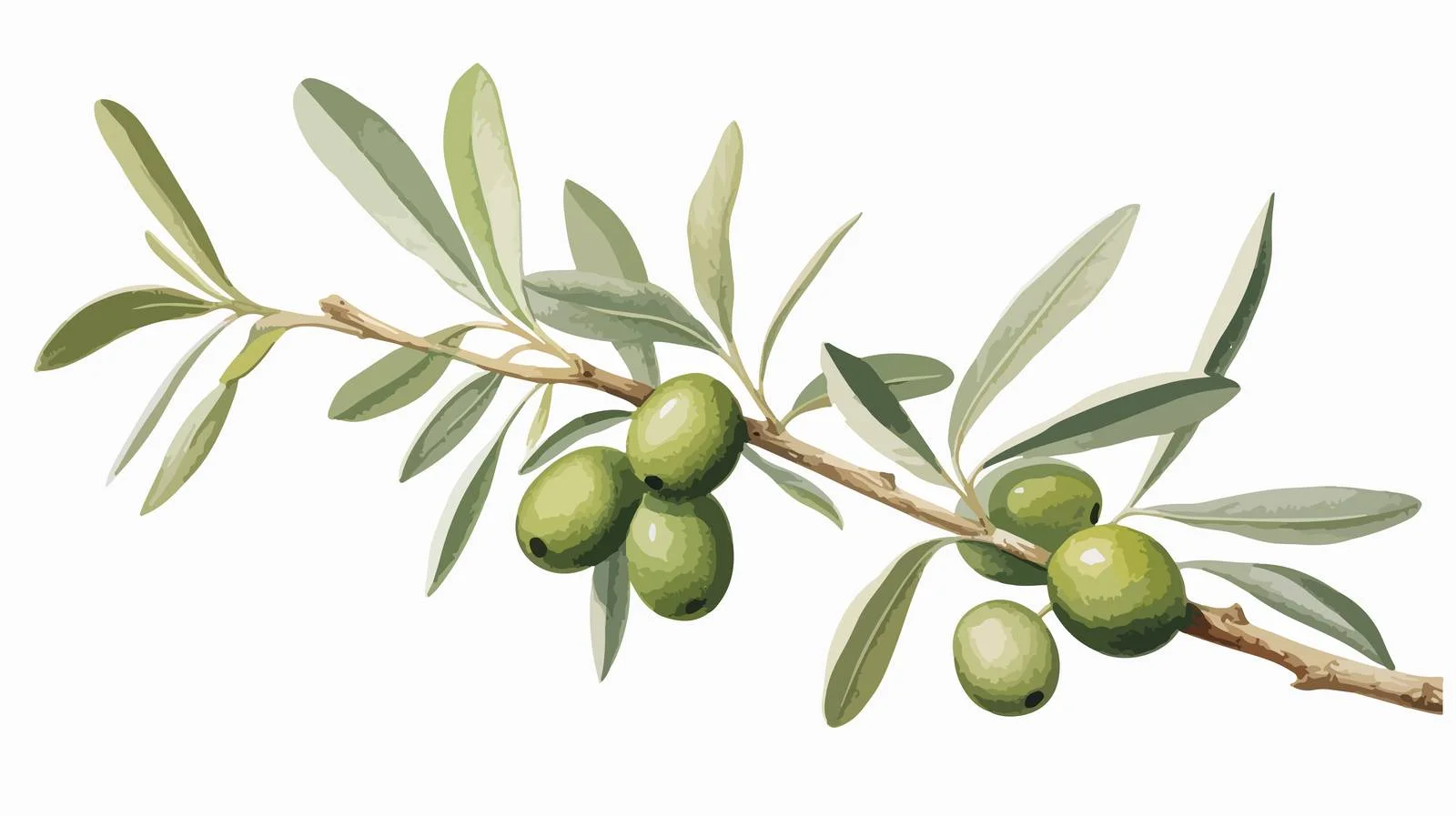 Exquisite Olive Tree Branch Drawing — free download from Dotvec